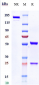 Anti-IL-6Ra / CD126 Reference Antibody (tocilizumab)