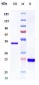 Anti-GP6 / Glycoprotein-6 Reference Antibody (glenzocimab)