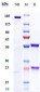 Anti-ERBB1 / EGFR / HER1 Reference Antibody (Serclutamab talirine)