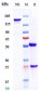 Anti-LRRC32 / TGFβ1 Reference Antibody (Livmoniplimab) 