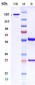 Anti-TIGIT Reference Antibody (domvanalimab)