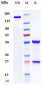 Anti-CA9 / CAIX Reference Antibody (girentuximab)