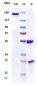 Anti-Osteopontin Reference Antibody (ASK8007)