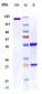 Anti-VEGFB Reference Antibody (CSL346)