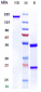 Anti-TRP1 / TYRP1 Reference Antibody (flanvotumab)