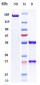 Anti-CD19 Reference Antibody (coltuximab)
