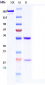 Anti-HGFR / c-Met Reference Antibody (SAIT301)