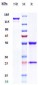 Anti-MUC16 Reference Antibody (sofituzumab)