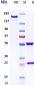 Anti-NCAM1 / CD56 Reference Antibody (lorvotuzumab)