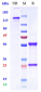 Anti-STEAP1 Reference Antibody (vandortuzumAb)