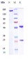 Anti-Syndecan-1 / CD138 Reference Antibody (indatuximab)