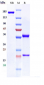 Anti- FcRH5 / IRTA2 / CD307e Reference Antibody (DFRF4539A)