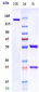 Anti-Abm Reference Antibody ( IgG4+Kappa Isotype Control)