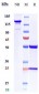 Anti-ACVR2B Reference Antibody (Acceleron patent anti-ActRIIB)