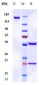 Anti-AGER / RAGE Reference Antibody (XT-M4)