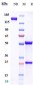 Anti-Albumin Reference Antibody (Numab patent anti-HSA)