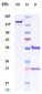 Anti-Amyloid Beta Reference Antibody (Amgen patent anti-beta amyloid)