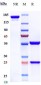 Anti-Amyloid Beta Reference Antibody (CNTO 2125)