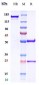 Anti-Amyloid Beta Reference Antibody (CSIRO anti-amyloid Beta scFv)