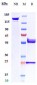 Anti-Amyloid Beta Reference Antibody (DLX212)