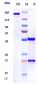 Anti-Amyloid Beta Reference Antibody (Georgetown U. patent anti-Amyloid Beta)