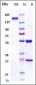 Anti-Amyloid Beta Reference Antibody (U.Illinois scFv59)