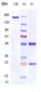 Anti-ANO1 / TMEM16A  Reference Antibody (Novartis patent anti-TMEM16A 	)