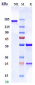 Anti-AXL / UFO Reference Antibody (ORY012)