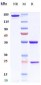 Anti-BACE1 Reference Antibody (Genentech anti-BACE1)