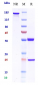 Anti-BST2 / CD317 Reference Antibody (SBI Biotech patent anti-BST2)