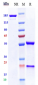 Anti-CanAg Reference Antibody (Cantuzumab mertansine)