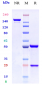 Anti-CCR7 / CD197 Reference Antibody (R707)