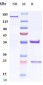 Anti-CD151 Reference Antibody (Pierre Fabre patent anti-CD151)