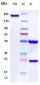 Anti-CD19 Reference Antibody (Duke U. patent anti-CD19)