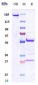 Anti-CD34 Reference Antibody (ITRI patent anti-CD34)