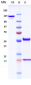 Anti-CD36 Reference Antibody (Ona Thera Patent Anti-Cd36)