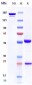 Anti-CD4 Reference Antibody (TRX1)