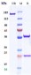 Anti-CD47 Reference Antibody (urabrelimab)