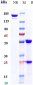 Anti-CD52 Reference Antibody (alemtuzumab)