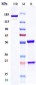 Anti-CD52 Reference Antibody (gatralimab)