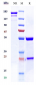 Anti-CD59 Reference Antibody ( Mellitus patent anti-CD59)