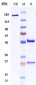 Anti-CD59 Reference Antibody (Quark patent anti-CD59)