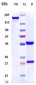Anti-CD6 Reference Antibody (itolizumab)