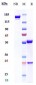 Anti-CD69 Reference Antibody (Genefrontier patent anti-CD69)
