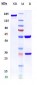 Anti-CD74 Reference Antibody (milatuzumab)