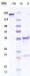 Anti-CD83 Reference Antibody (Genentech patent anti-CD83)