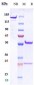 Anti-CD9 Reference Antibody (Genentech patent anti-CD9)