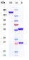 Anti-CDCP1 / CD318 Reference Antibody (U.California patent anti-CDCP1)