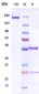 Anti-CEACAM1 / CD66a Reference Antibody (Chaim Sheba Med. Cntr. patent anti-CEACAM1)