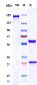 Anti-CEACAM5 / CEA / CD66e Reference Antibody (labetuzumab govitecan)